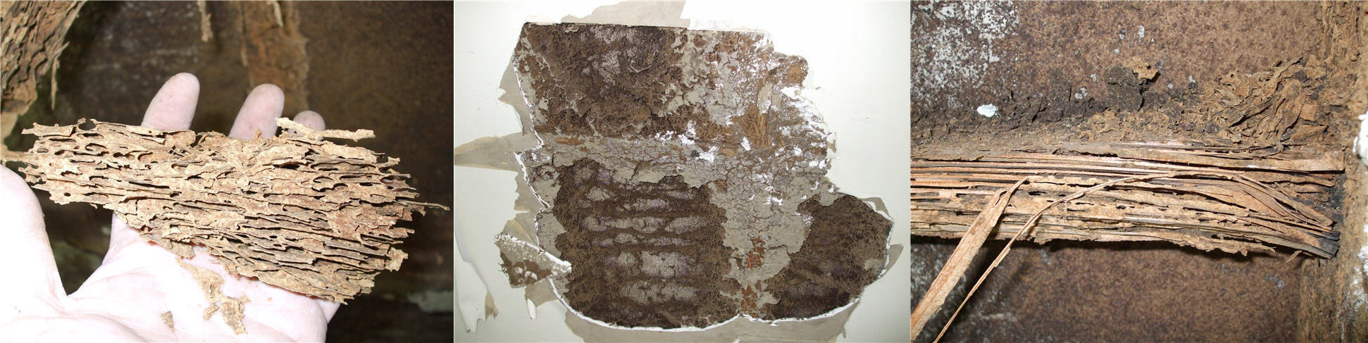 Termite pest control sydney- banner 3